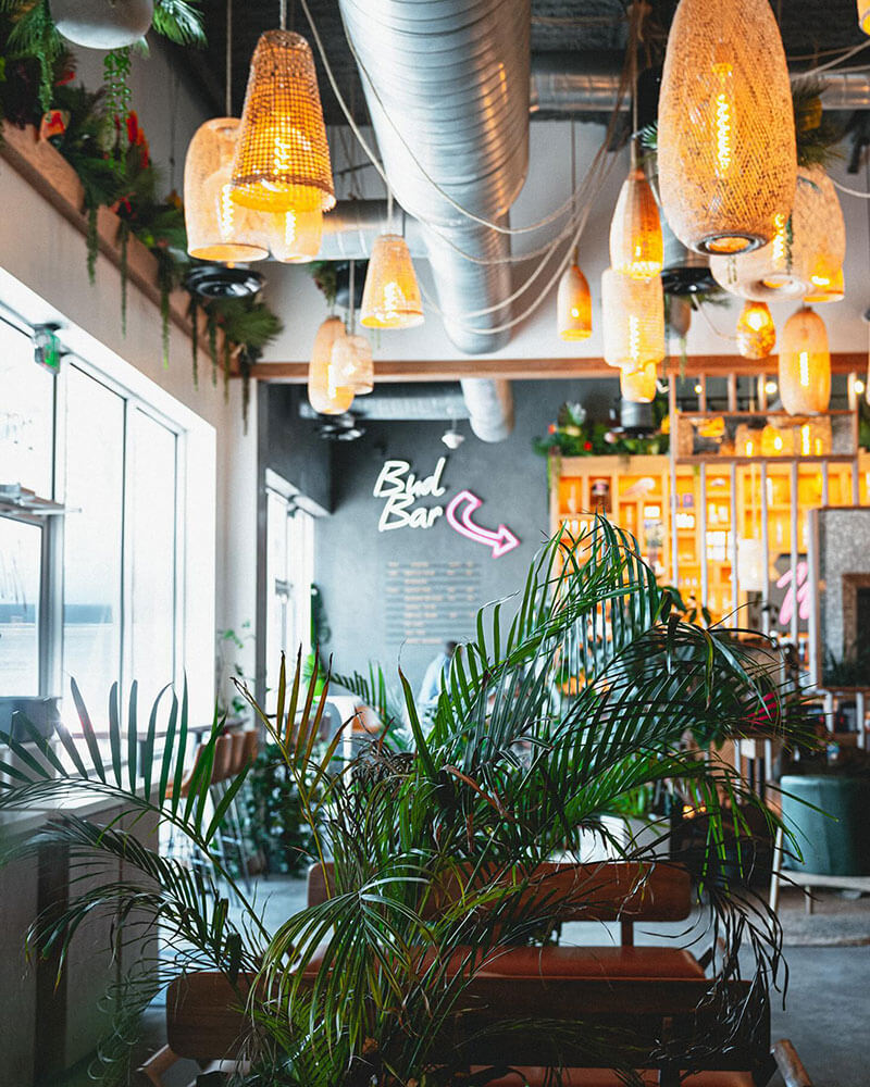 Bamboo pendant lighting and natural plants in Wild Concepts coffee bar.