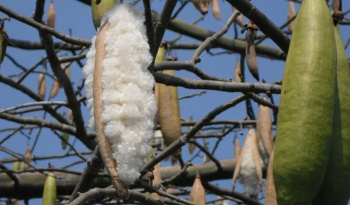 Kapok-Filling-Pillows-and-Cushions